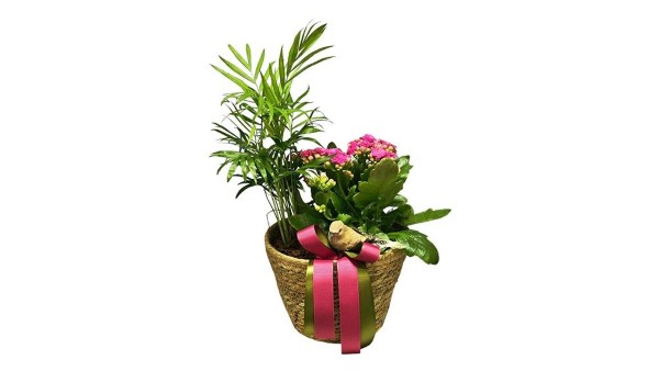 Indoor Plants Basket Arrangement