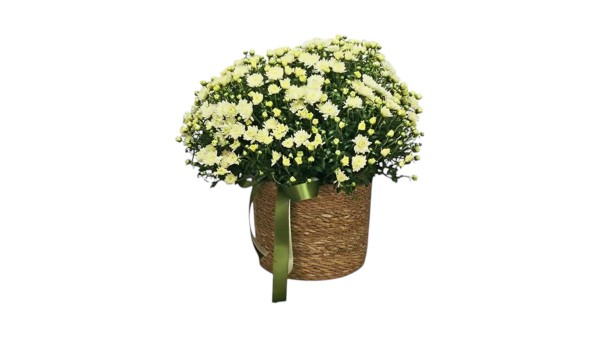 Chrysanthemum Garden Mum "Ball"