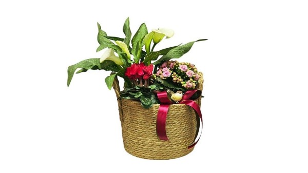 Big Basket Full Of Seasonal & Colorful Plants