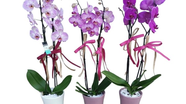 Two Stem Orchids in Ceramic Pot (OFFER)