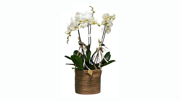 Big Basket Full Orchids
