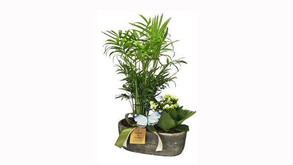Stone Plant Pot Arrangement