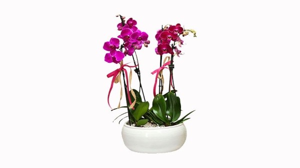 Low Ceramic Flowerpot Orchids