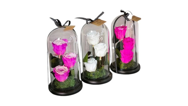 Three Preserved Roses