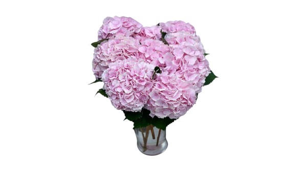 Big Hydrangea Glass Vase