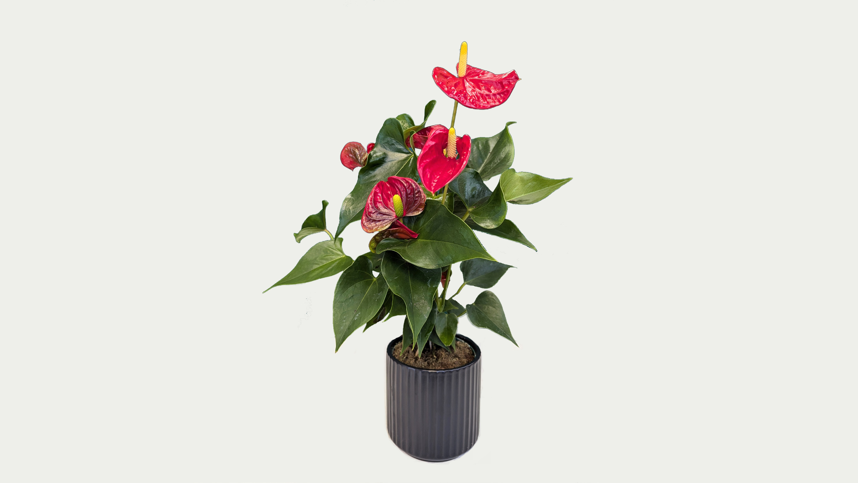 Anthurium In Ceramic Pot