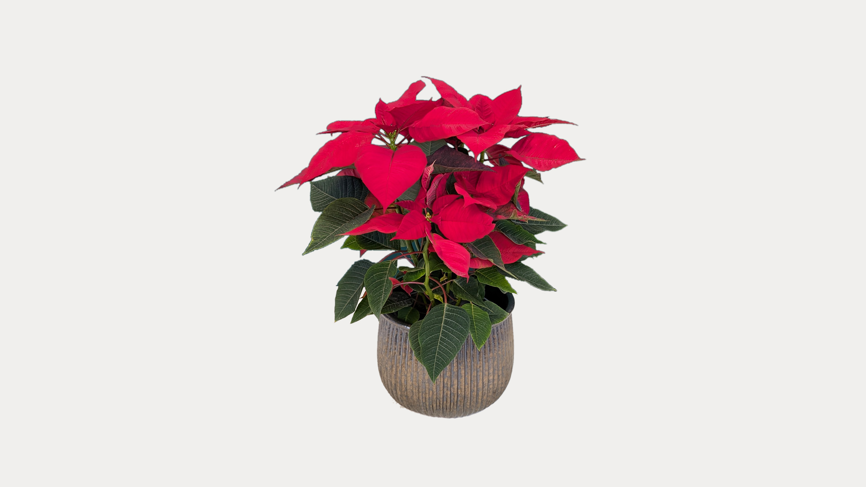 Red Poinsettia In Ceramic Pot