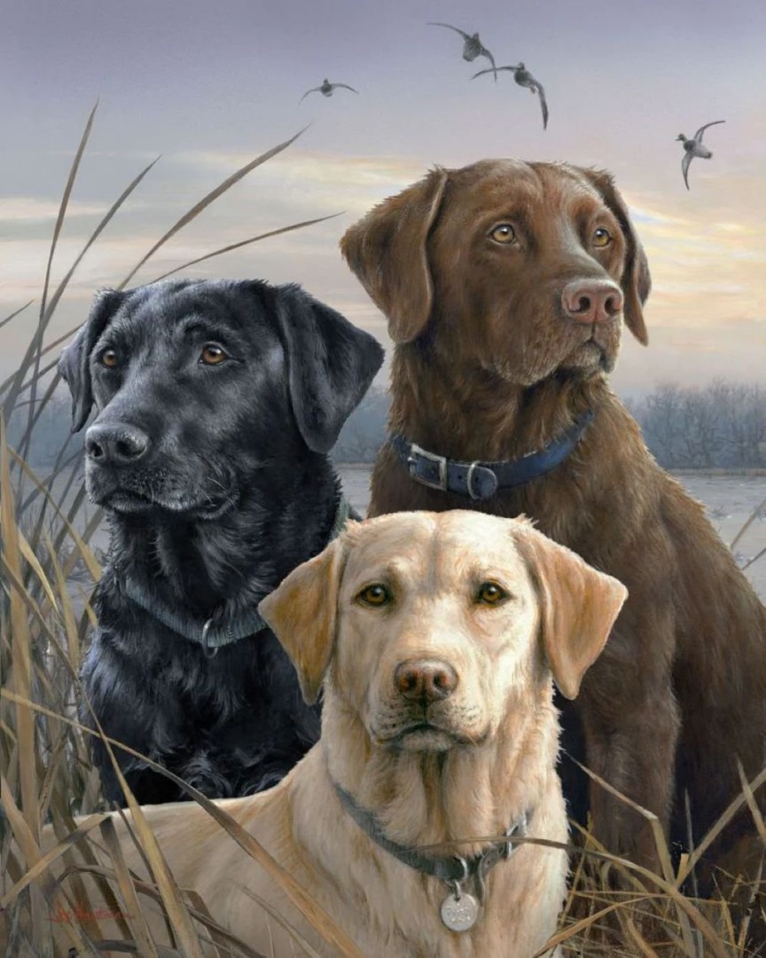 Painting by Numbers-Labrador Trio 40x50cm Already Framed