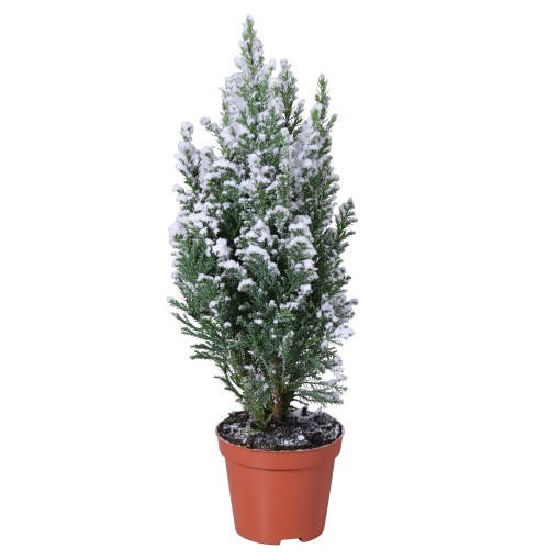 PLANT CHAM.ELLWOODI SNOW 13