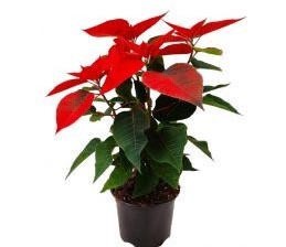 POINSETIA 10,5CM