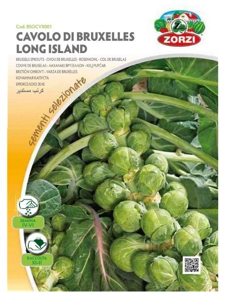 ZORZIRZI BSOCVX001 BRUSSEL SPROUTS