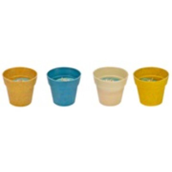 CITRONELLA IN POT 6.5X5.5CM