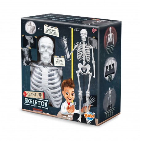 BUKI France Educational Skeleton 80cm 8years +