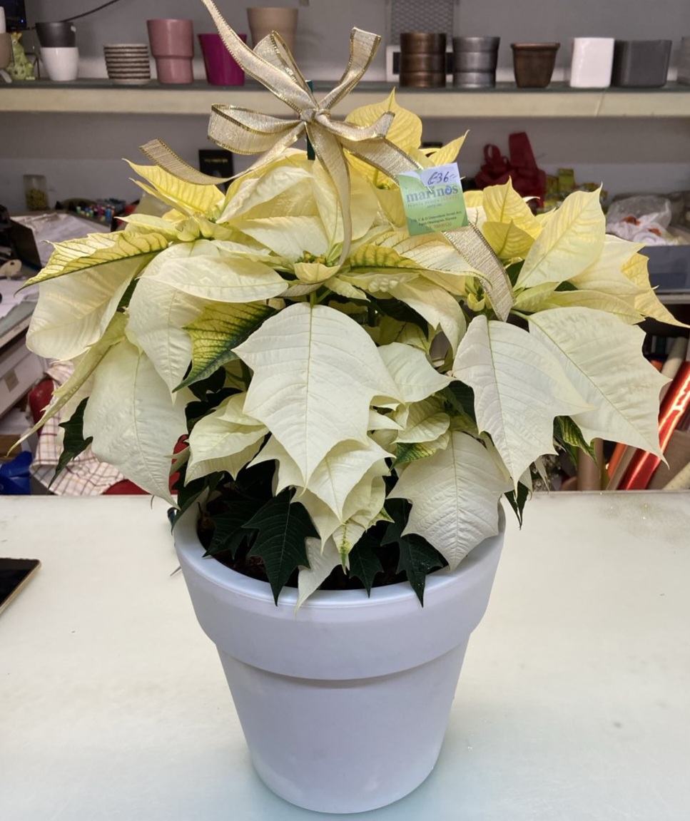 Γλώσσα σε πλαστικο δοχείο. Το δοχειο μπορεί ν'αντικατασταθει μ' αλλο χρωμα, αν δεν υπάρχει λευκο/Poencetia in a plastic pot. Whatever colour is available, if not white