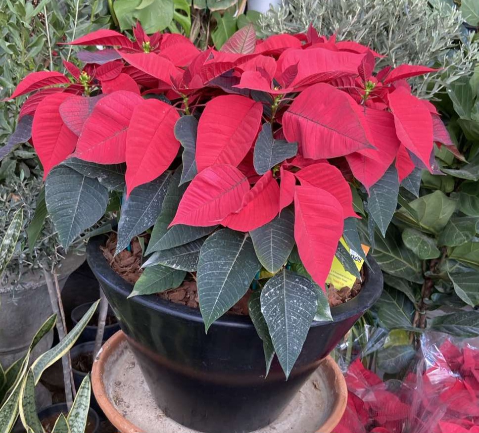 Γλώσσα σε πλαστικο δοχείο. Το δοχειο μπορεί ν'αντικατασταθει μ' αλλο χρωμα, αν δεν υπάρχει λευκο/Poencetia in a plastic pot. Whatever colour is available, if not white