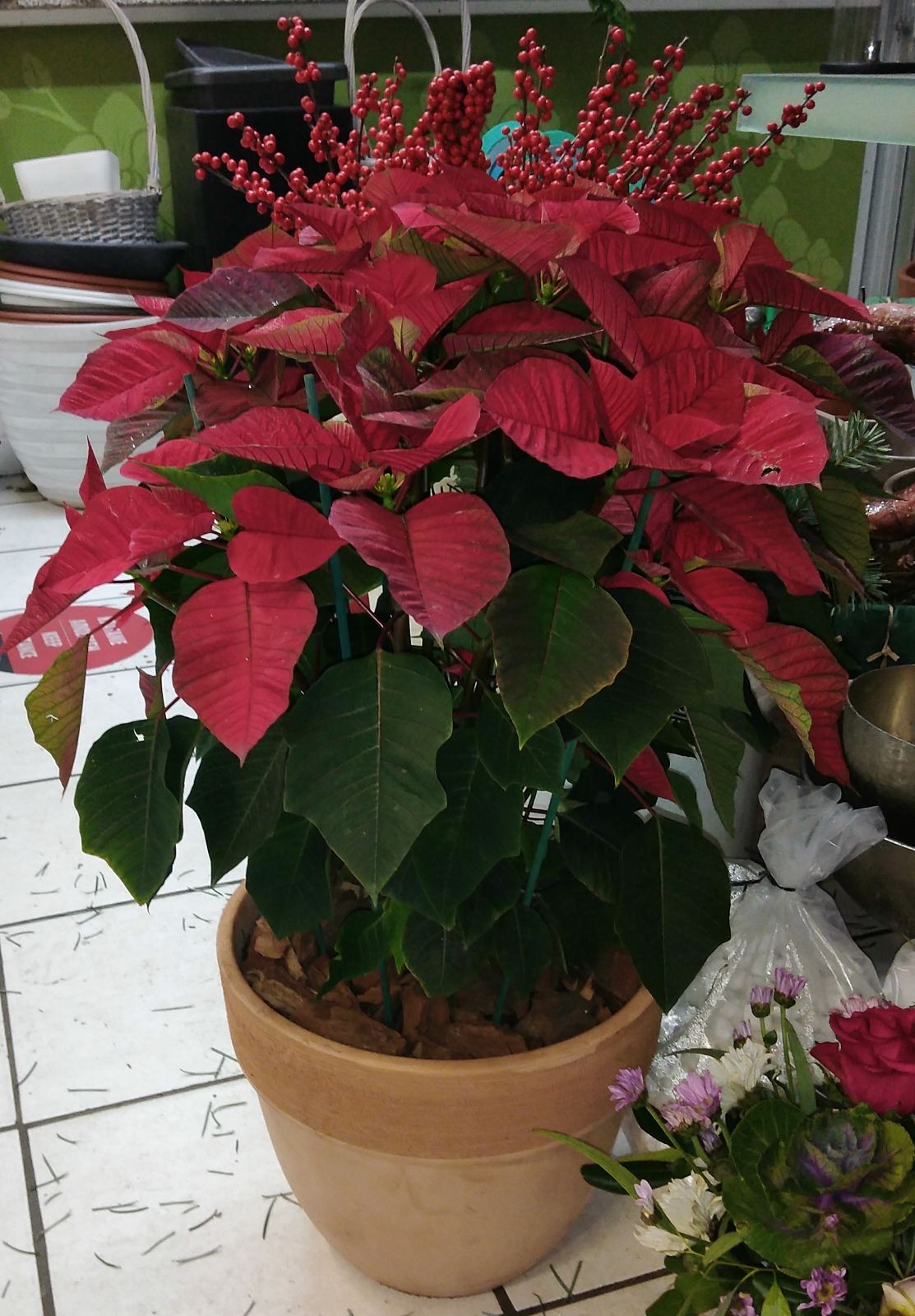 Γλώσσα σε πήλινο δοχείο με γκι. Poencetia in a clay pot.