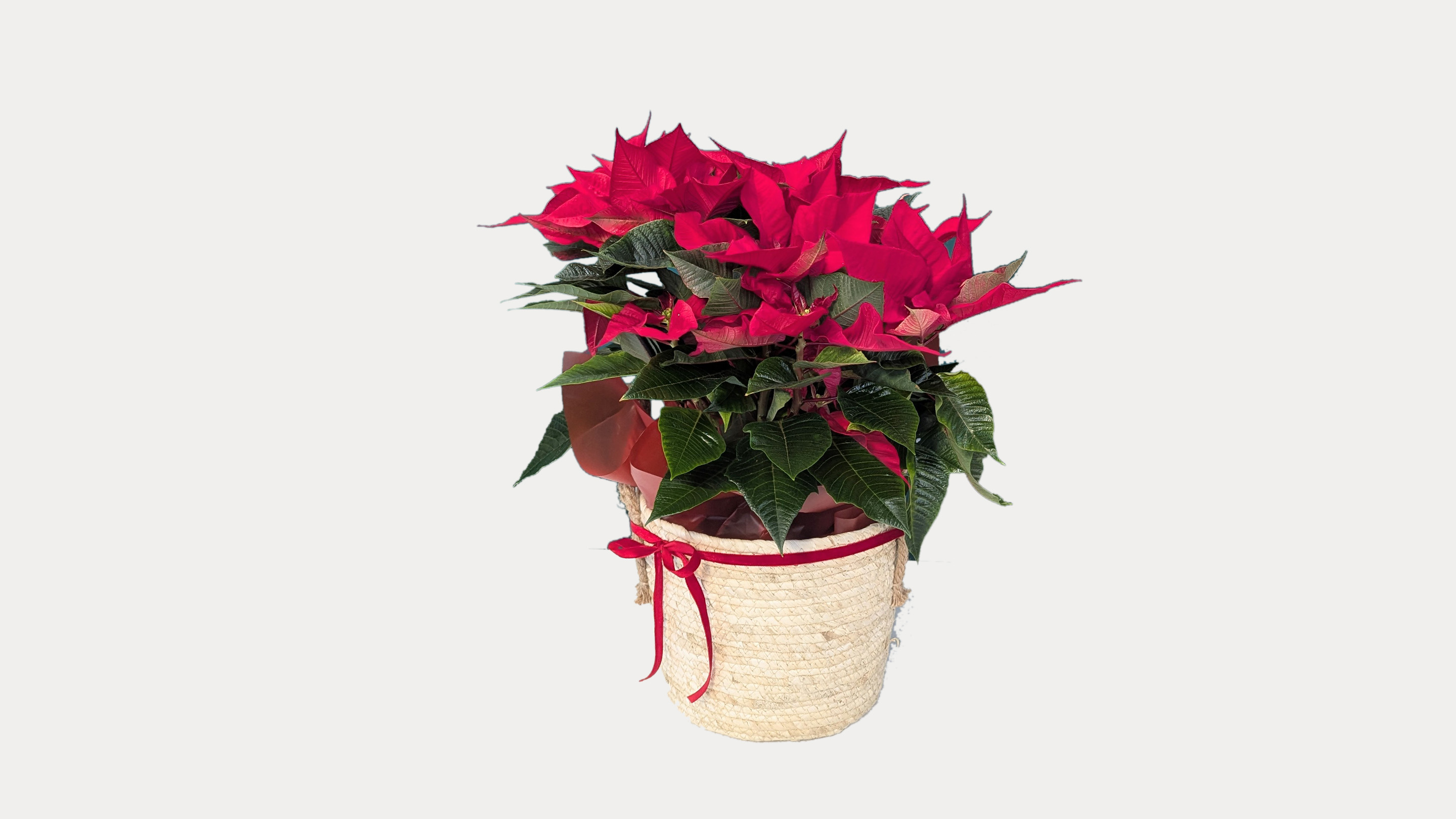 Red Poinsettia With Basket