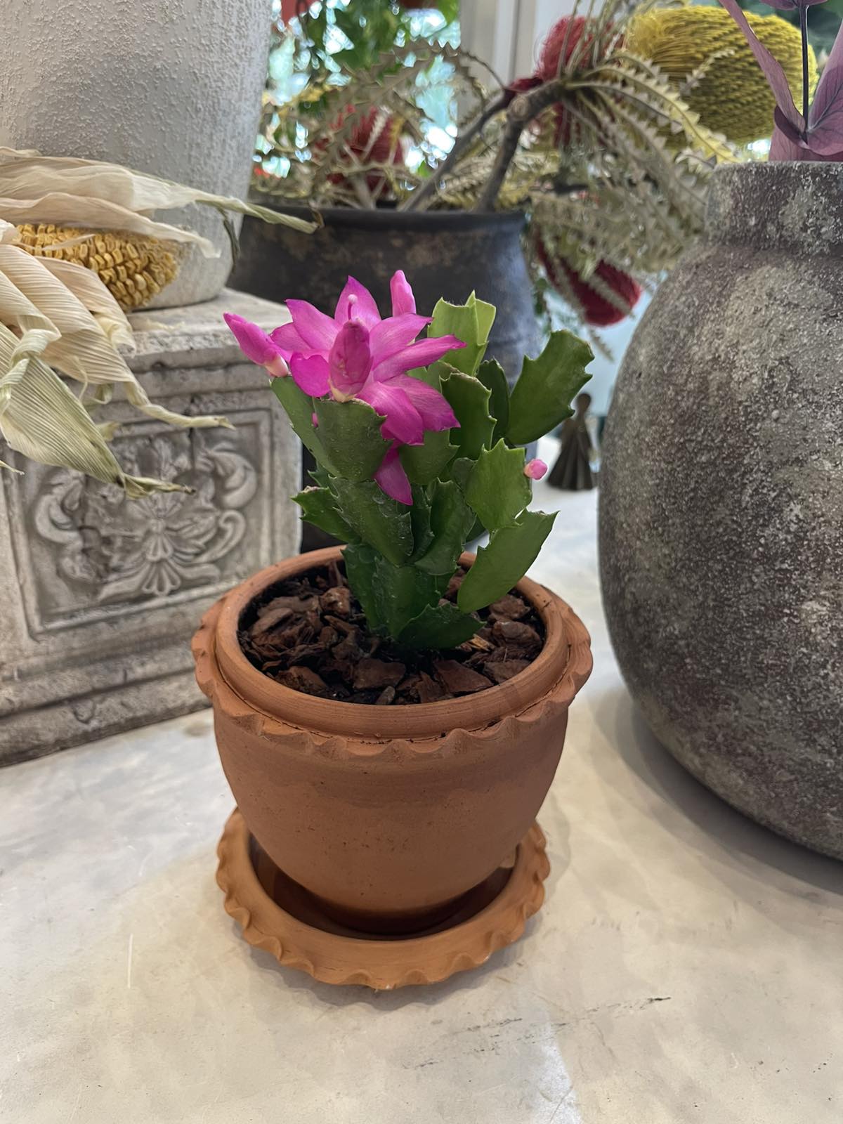 Christmas cactus in ceramic pot