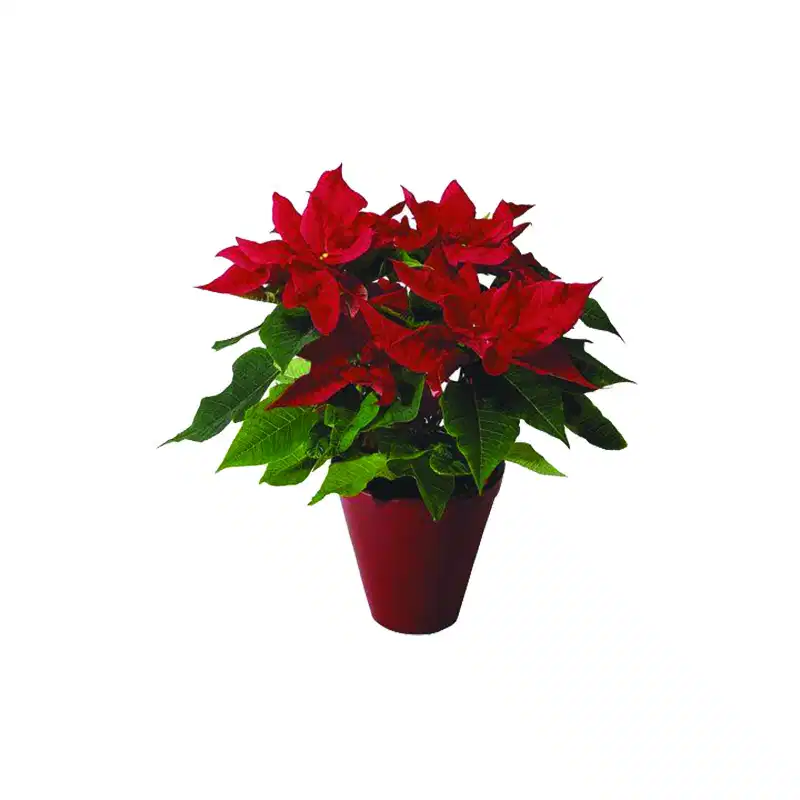 POINSETIA 3.5LT