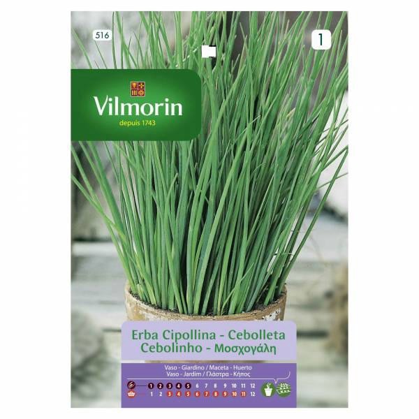 VILMORIN CHIVES