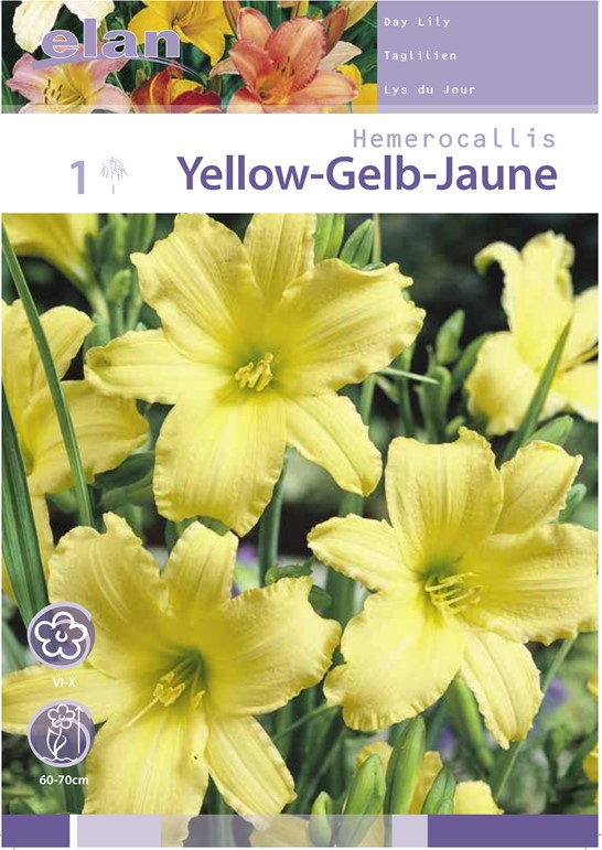Bulb Hemerocallis Yellow 1Pc