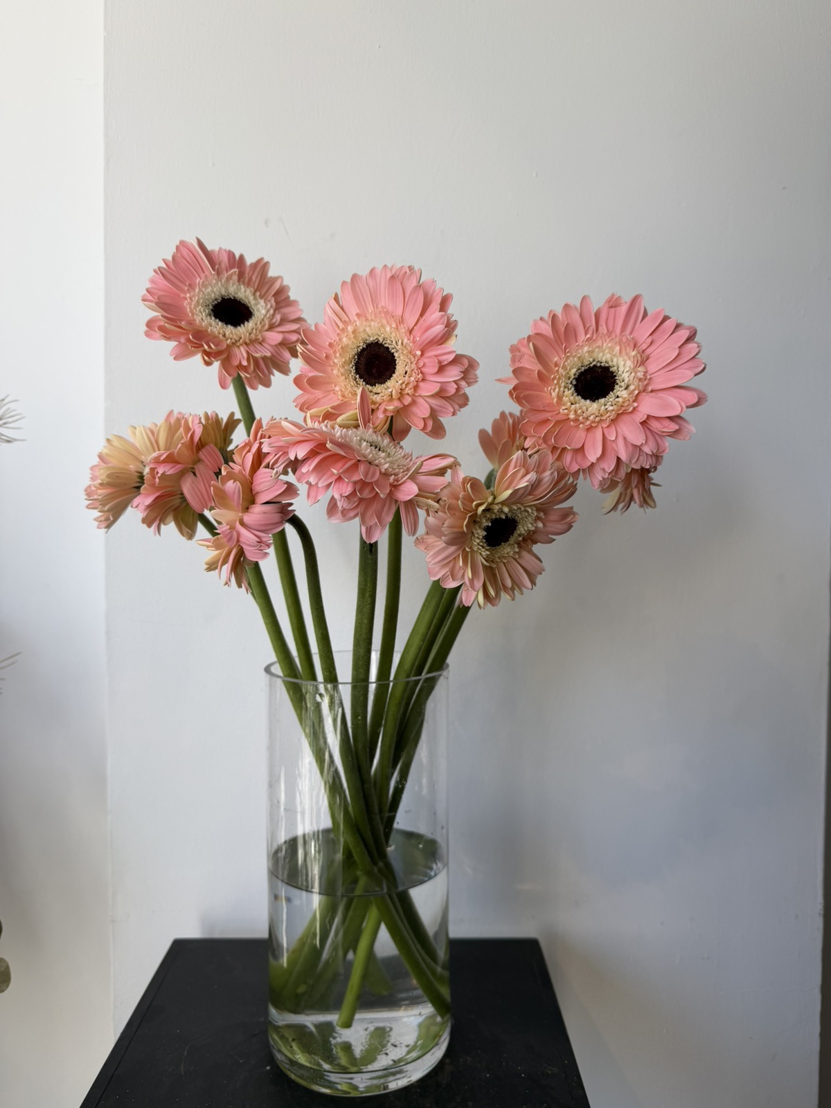 Pink Gerbera 5 stems