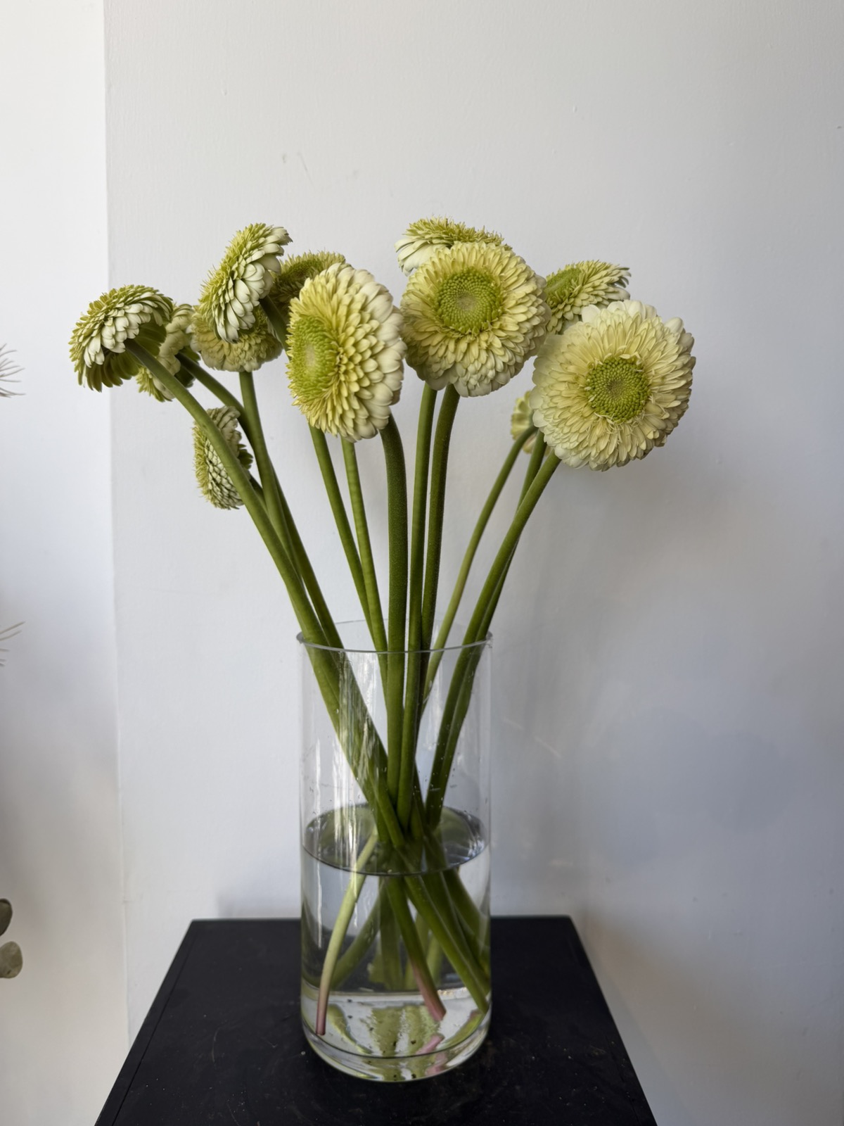 Light green Gerbera 5 stems