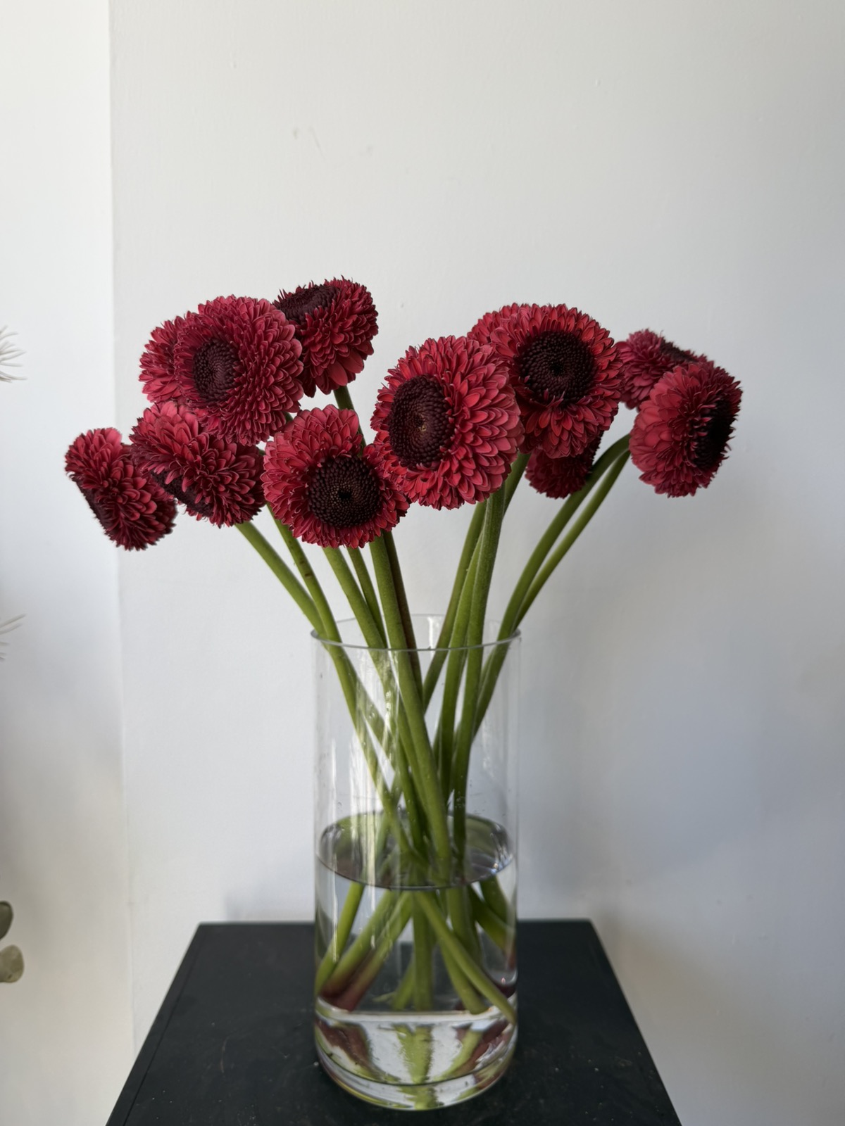 Bordeaux Gerbera - 5 stems