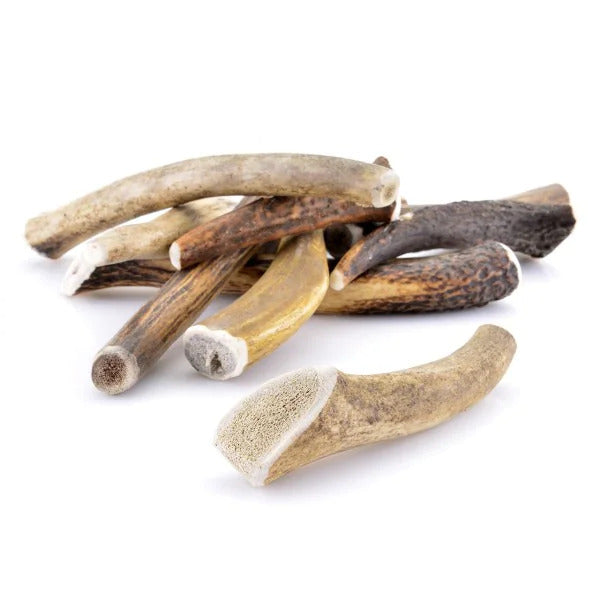 Cernunos Deer Antler For Dog S