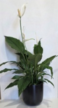 Spathifiloum Small With Pot