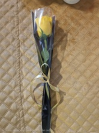 Yellow Single Rose