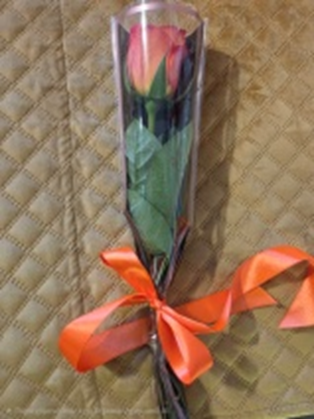 Double Colour Single Rose