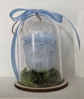 Forever In Plastic Dome