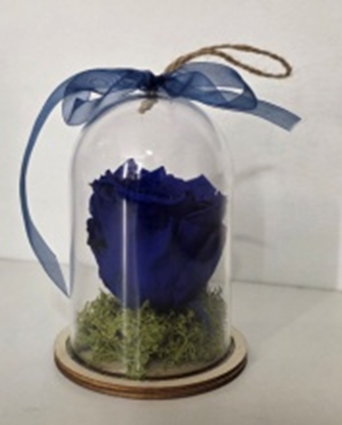 Forever In Plastic Dome