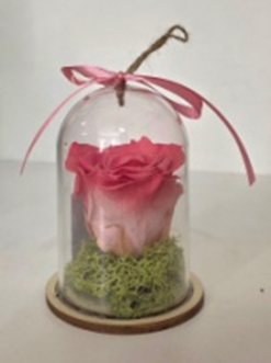 Forever In Plastic Dome