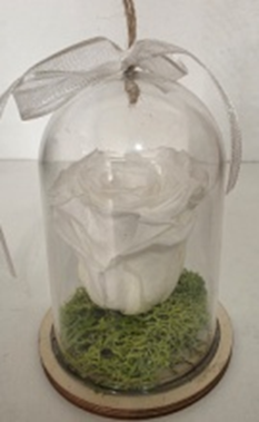 Forever In Plastic Dome