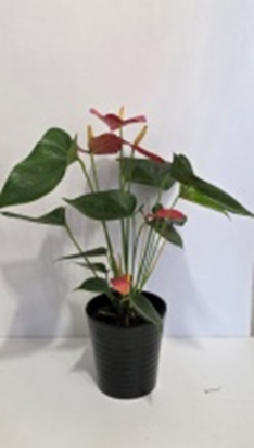 Anthourium Small