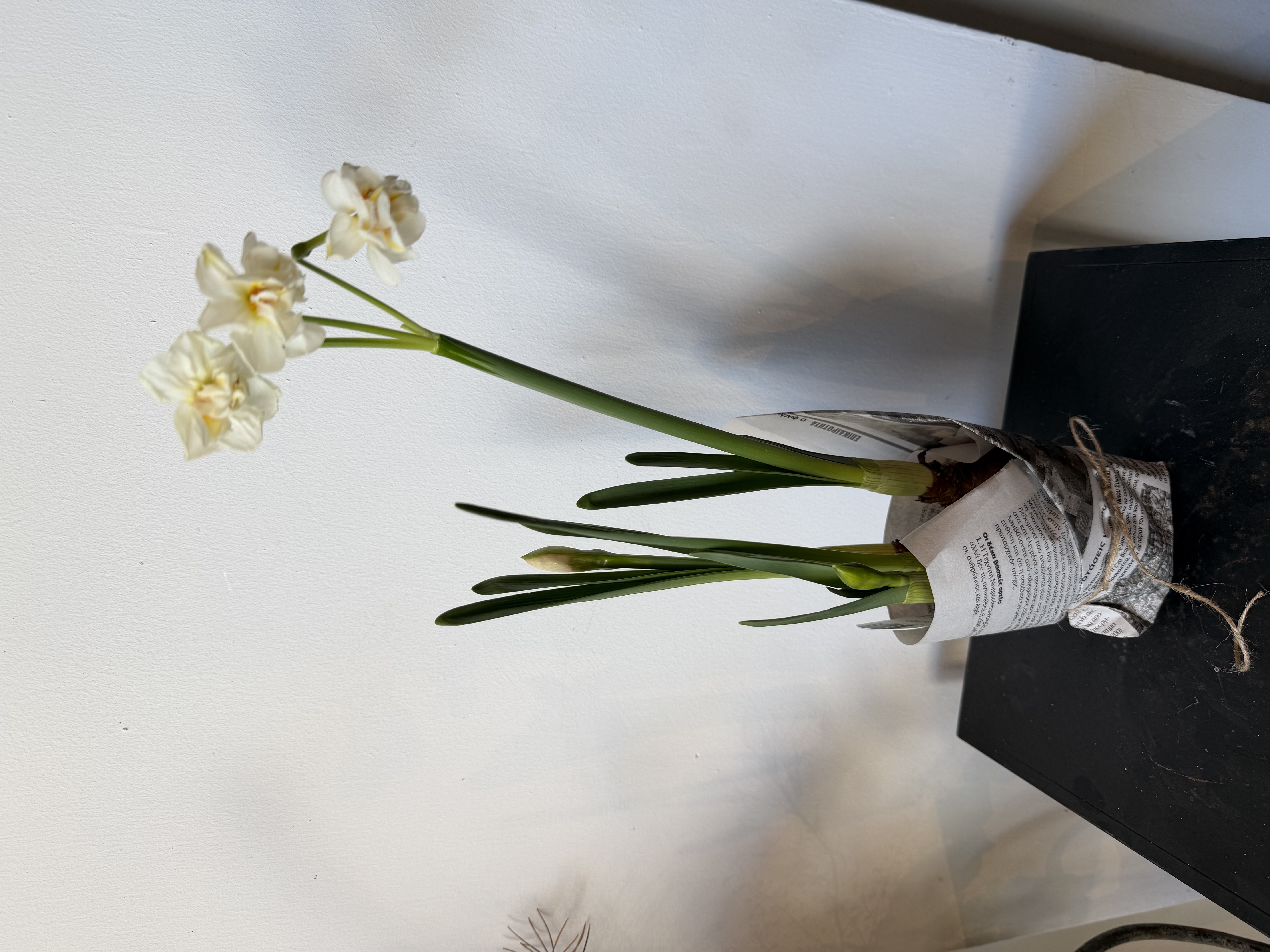 Narcissus/ Daffodil Flowering Bulb