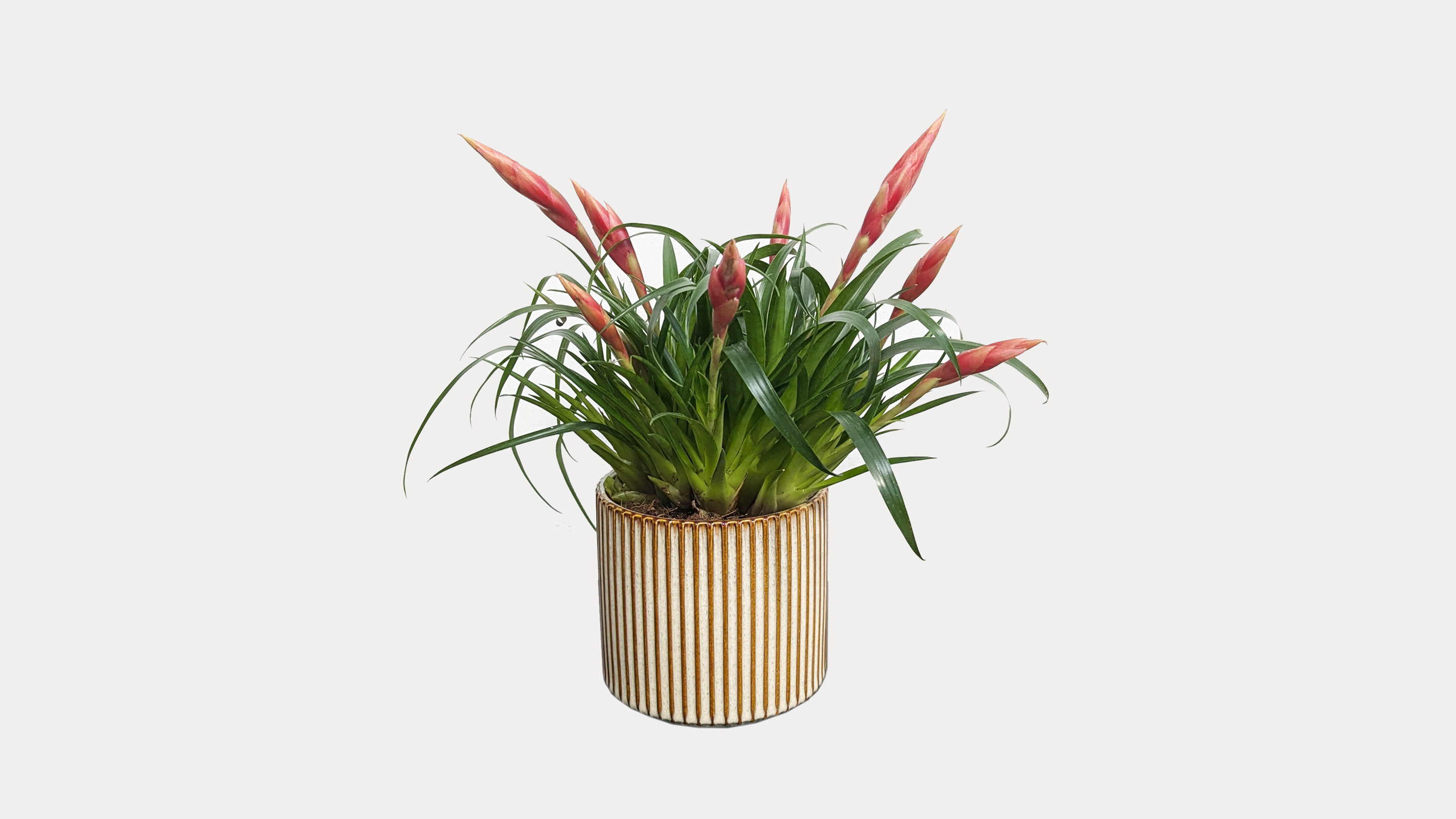Vriesea Astrid In Ceramic Pot
