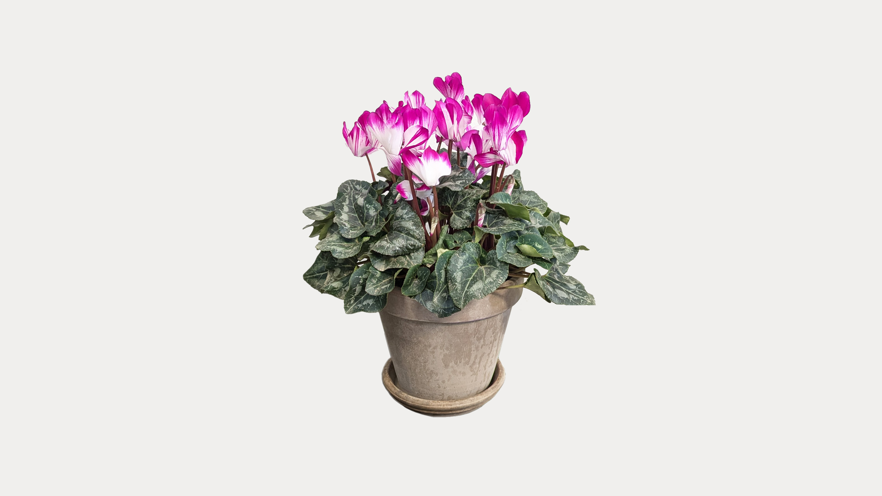 Cyclamen In Grey Terracotta Pot