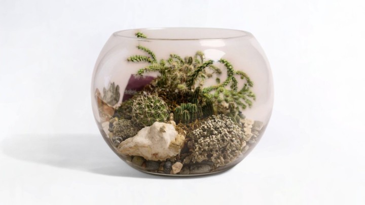 Terrarium Round Medium