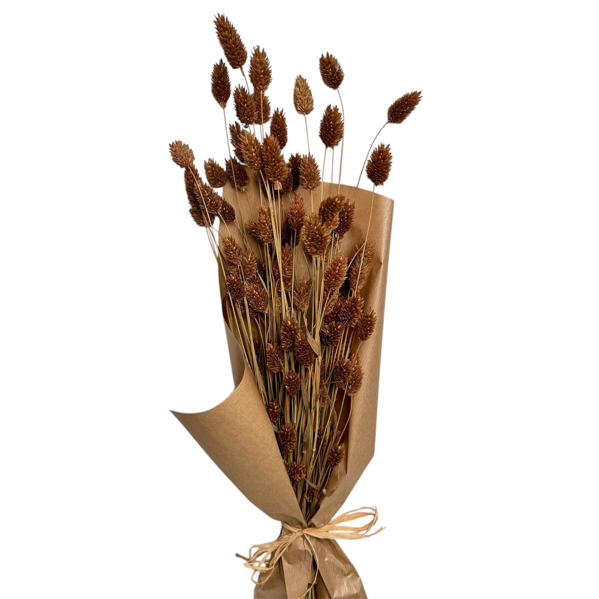 BROWN COLOUR PHALARIS