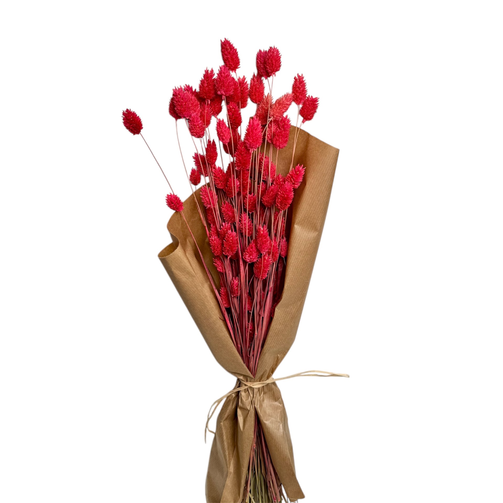 RED COLOURS PHALARIS