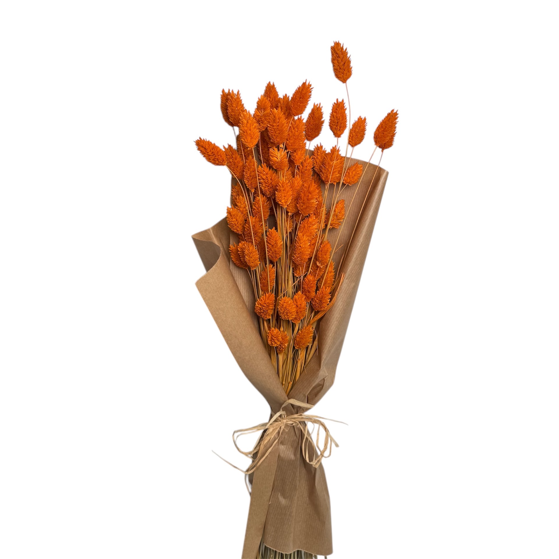 ORANGE COLOUR PHALARIS