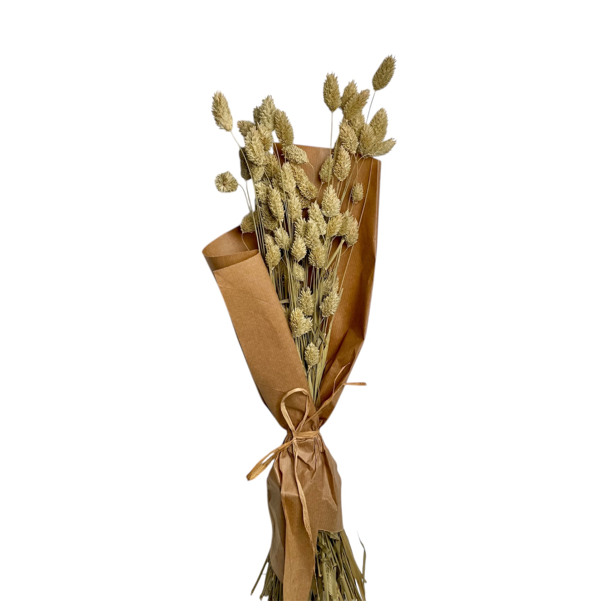 NATURAL COLOUR PHALARIS