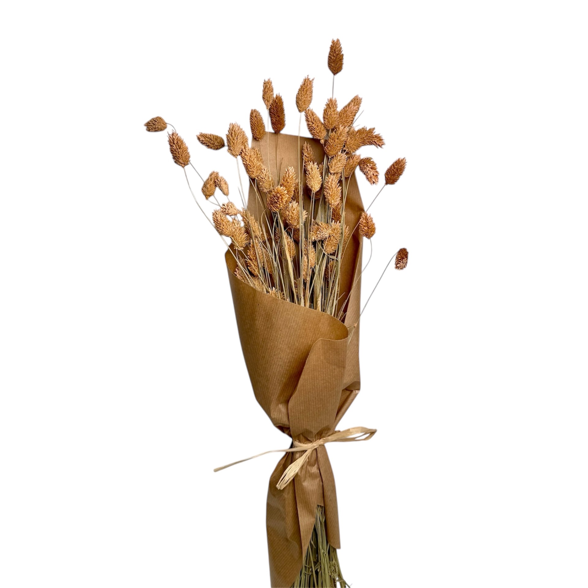 DRIED TRITICUM NATURAL 60CM