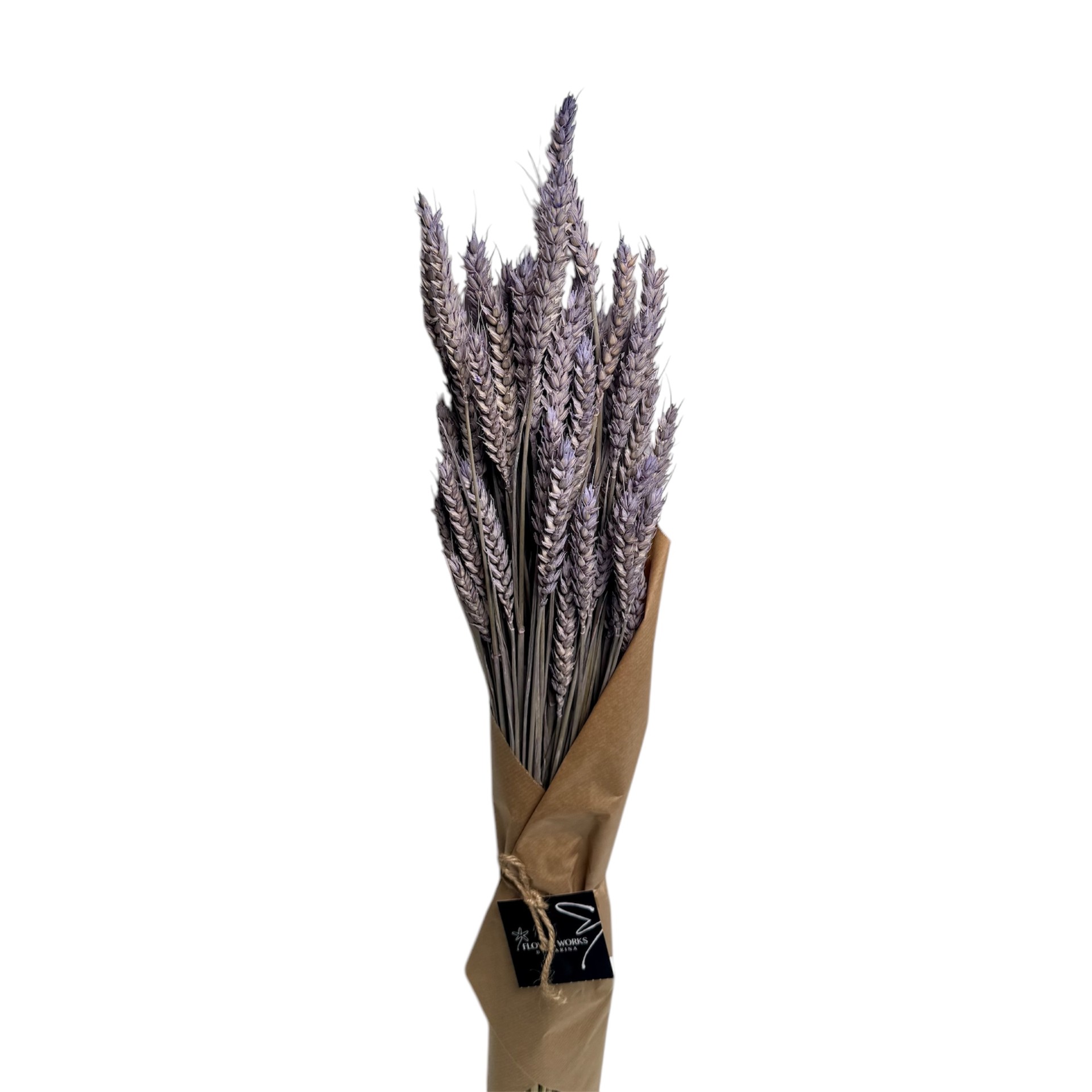 DRIED TRITICUM PURPLE 60CM
