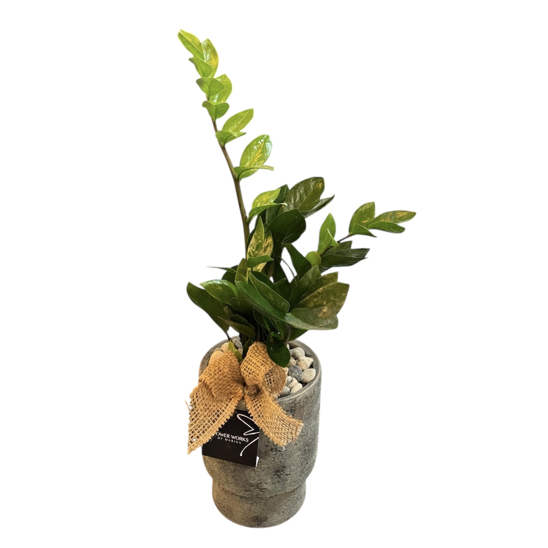 ZAMIOCULCAS ICON