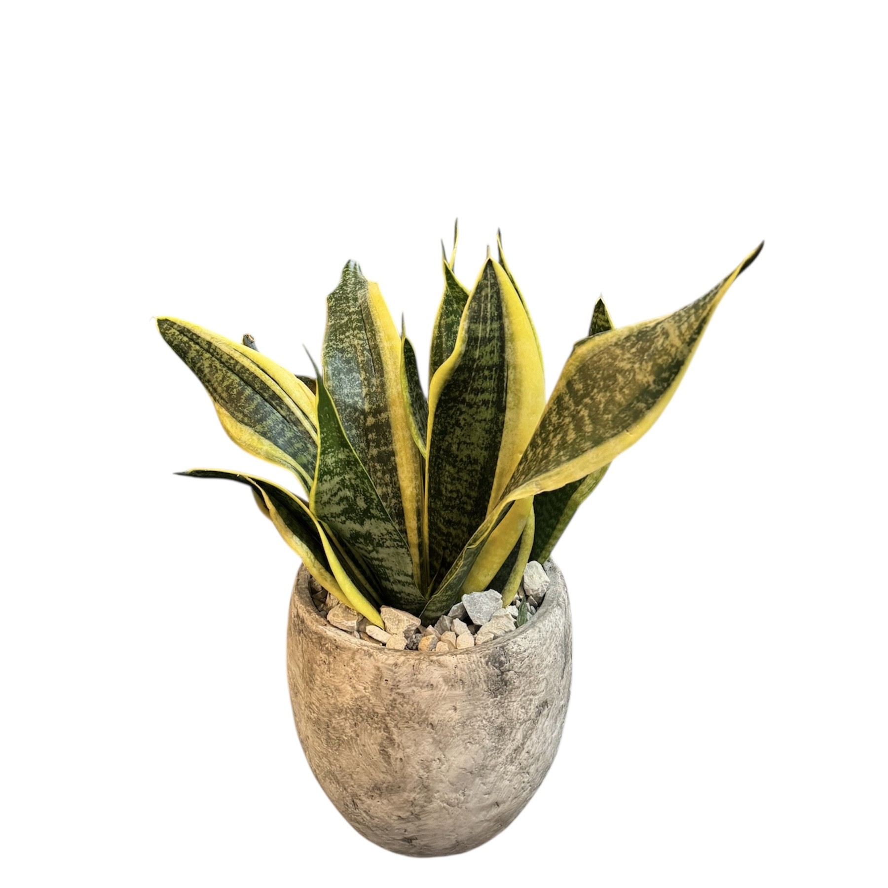 SANSEVIERIA STONE