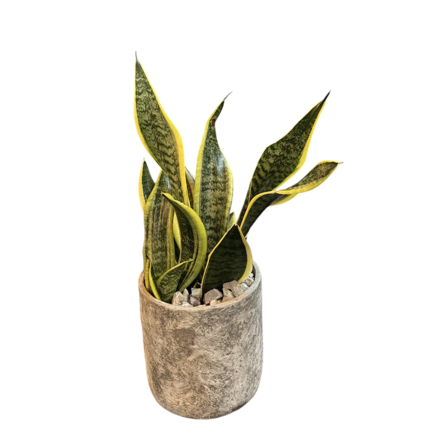 SANSEVIERIA STILL